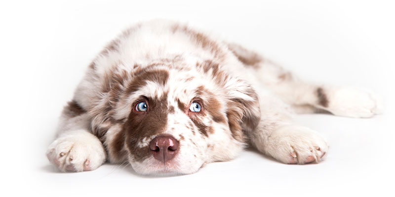 Australian Shepherd puppies for sales