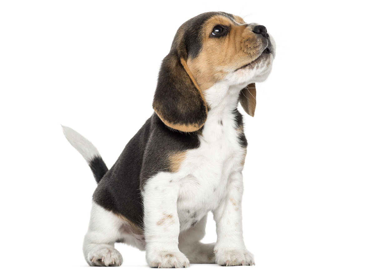 Beagle puppy Florida