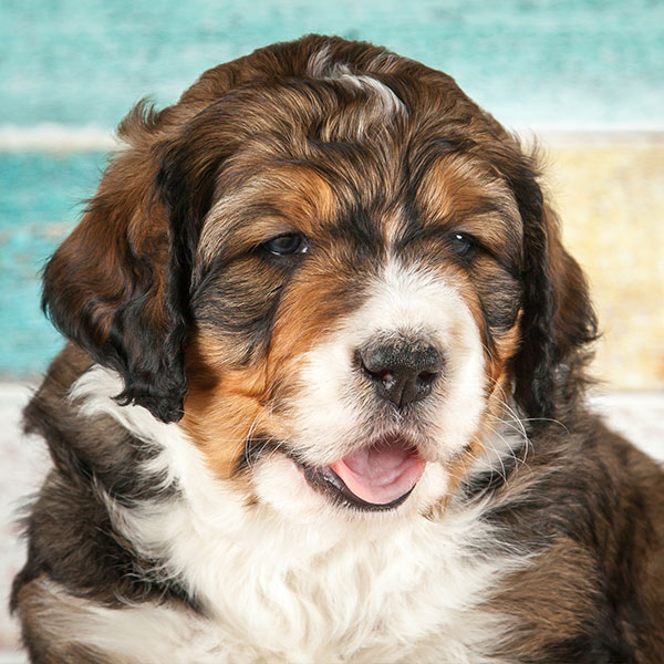 Bernedoodle puppies for sale