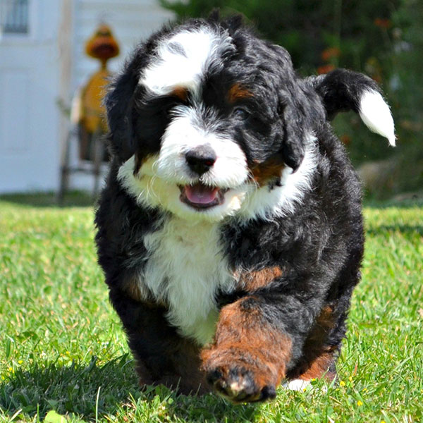 Bernedoodle Puppies For Sale In Florida From Top Breeders