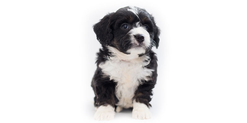 Bernedoodle puppies for sales