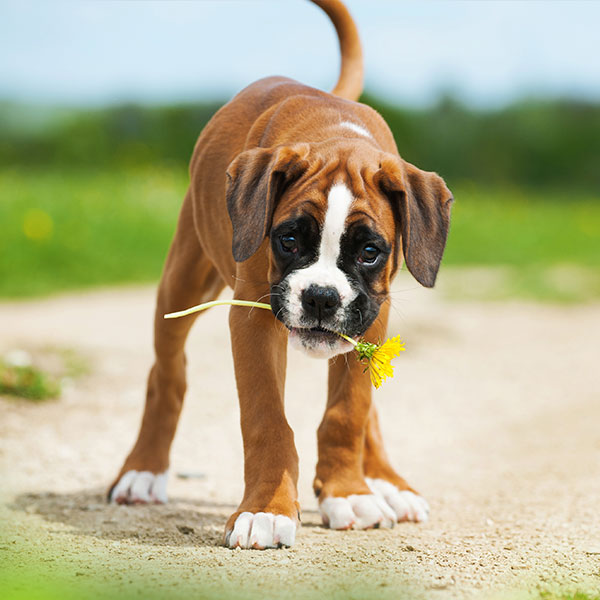 Boxer Puppies For Sale In Florida From Vetted Breeders