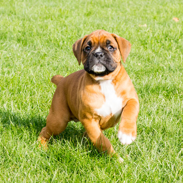 Boxer Puppies For Sale In Florida From Vetted Breeders
