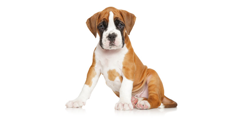 Boxer puppies for sales