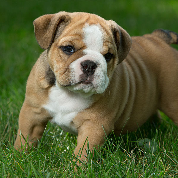 Bulldog puppies for sale