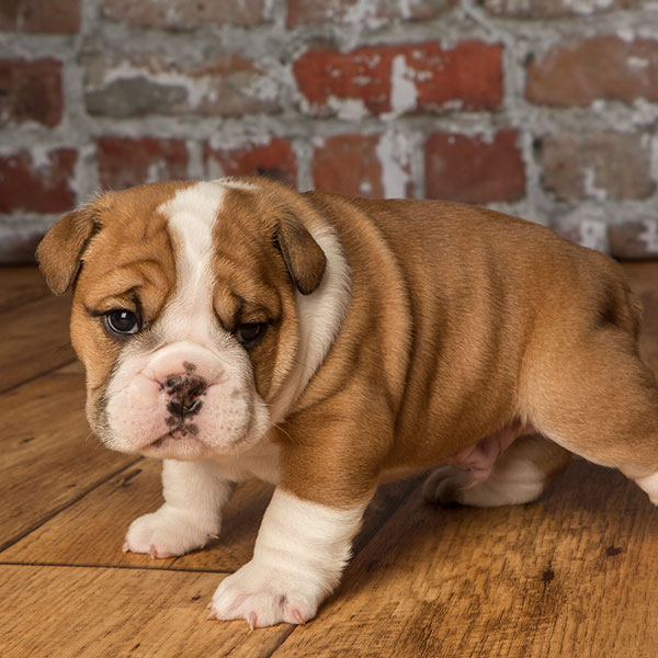 mini english bulldog puppies