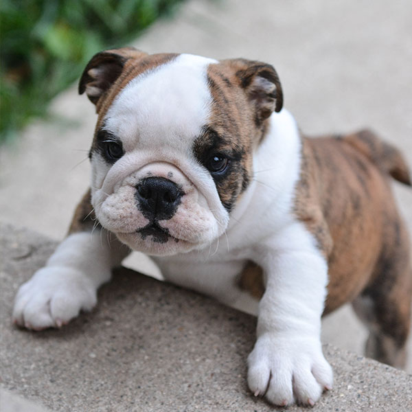 Bulldog puppies for sale