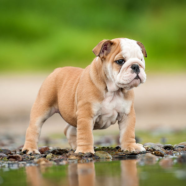 Affordable english bulldog store puppies for sale