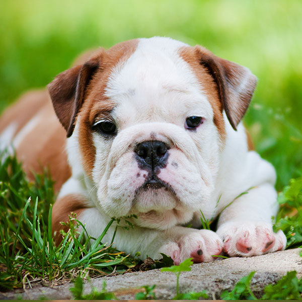 Bulldog puppies for sale