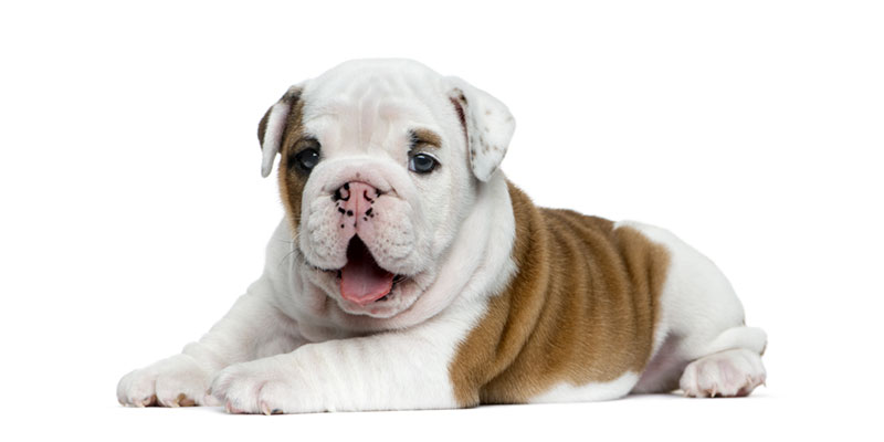 Bulldog puppies for sales