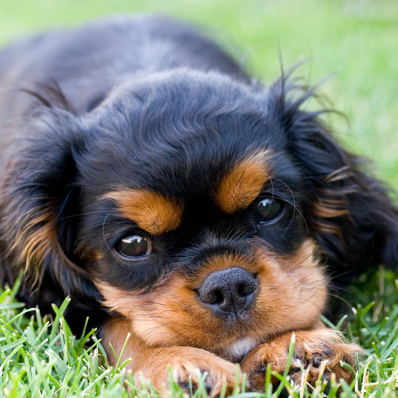 Cavalier King Charles Spaniel Puppies For Adoption In