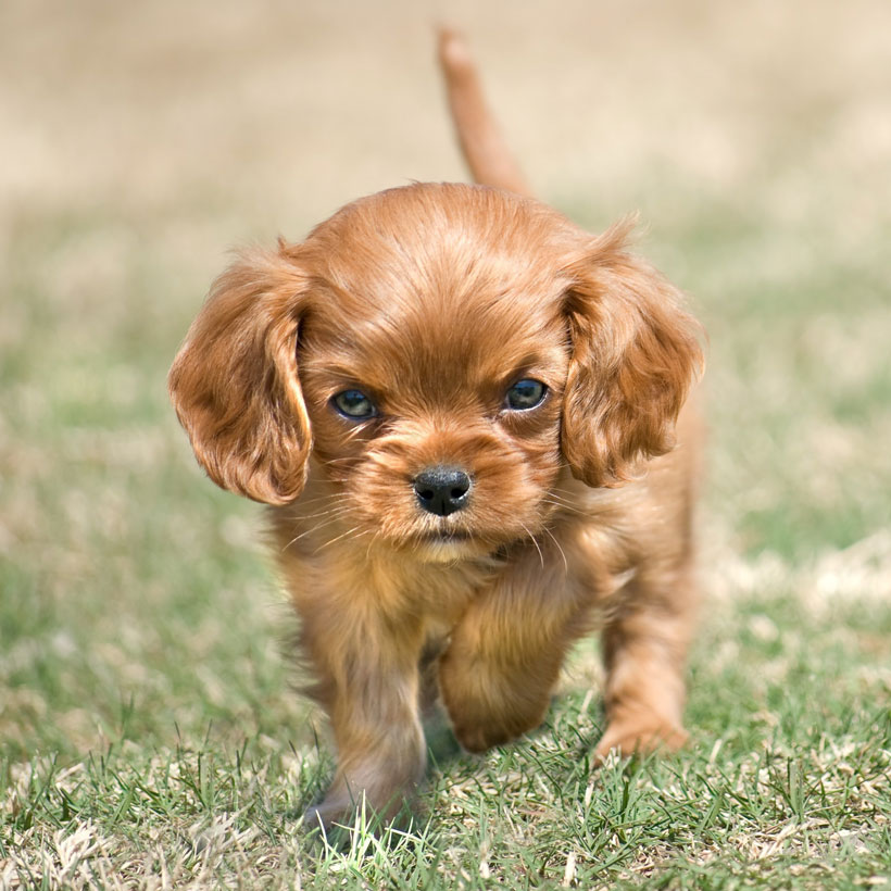 Cavalier King Charles puppies for sale