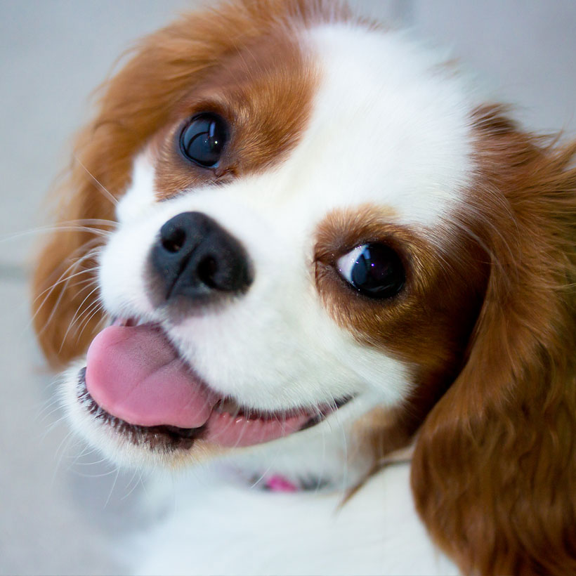 Cavalier King Charles Spaniel Puppies For Sale In Florida