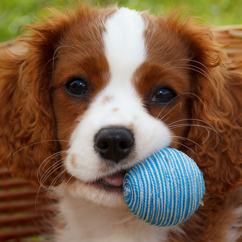 Cavalier King Charles Spaniel Puppies For Adoption In