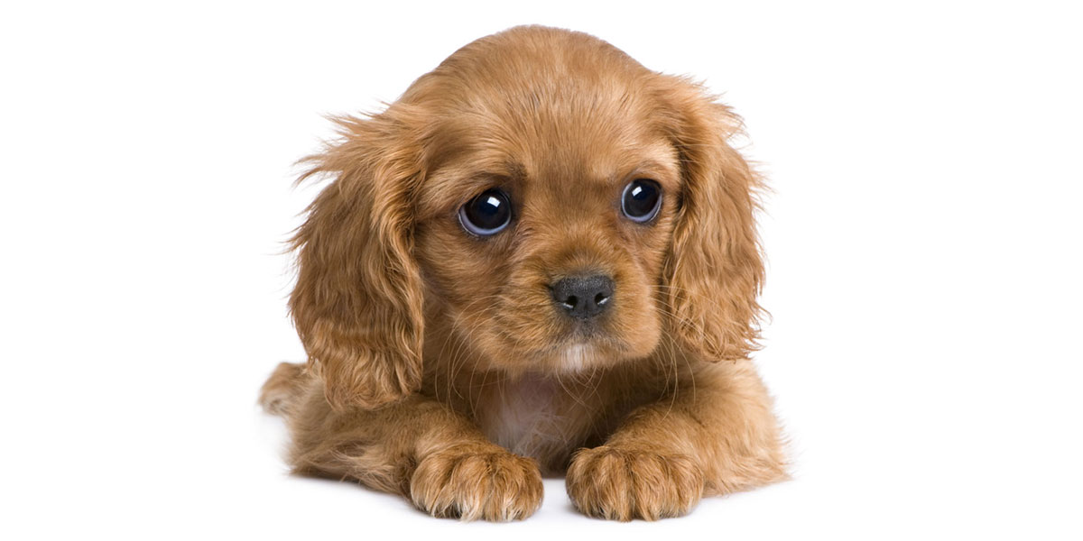 Cavalier King Charles puppies for sales