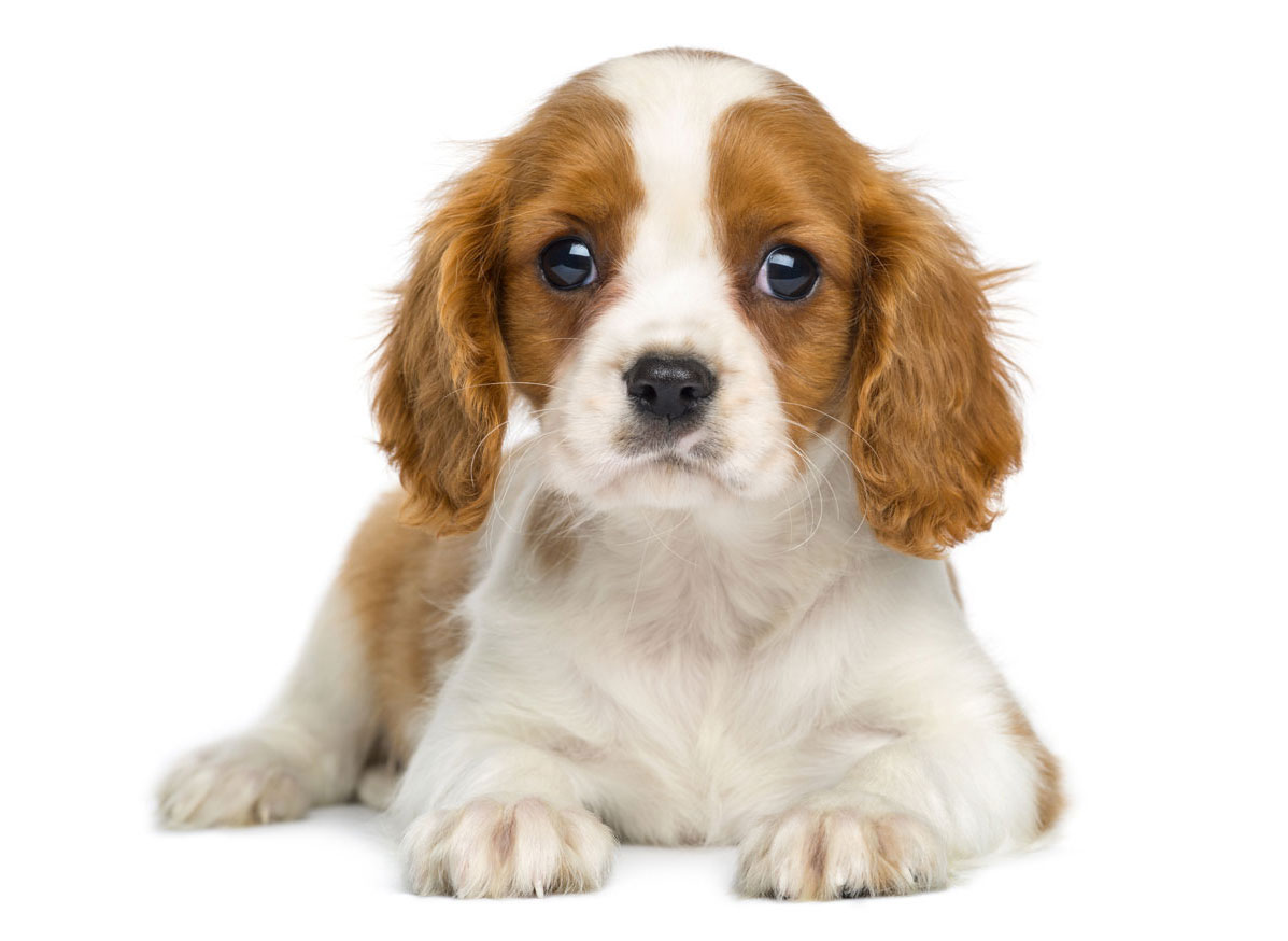 Cavalier King Charles Puppies for Sale Florida