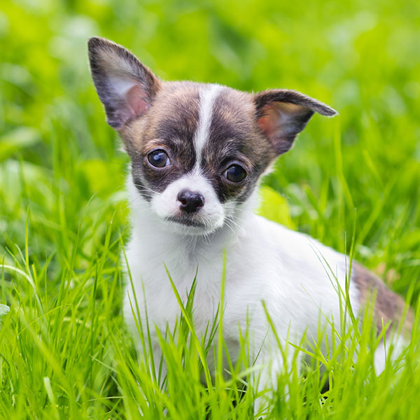 Chihuahua Puppies For Sale In Florida From Top Breeders