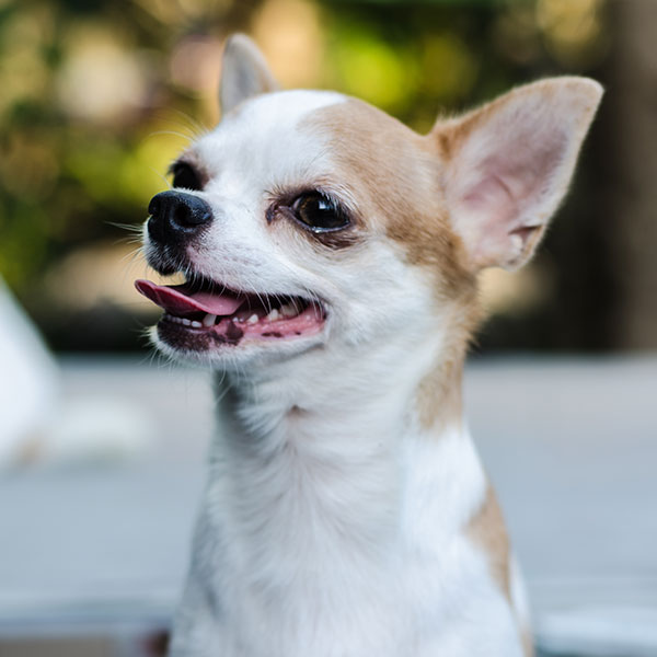 Chihuahua Puppies For Sale In Florida From Top Breeders