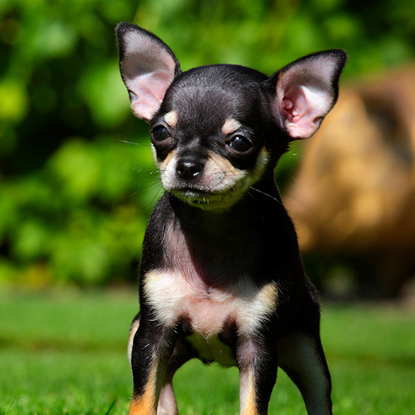 Chihuahua Puppies Florida Chihuahua Puppies For Sale