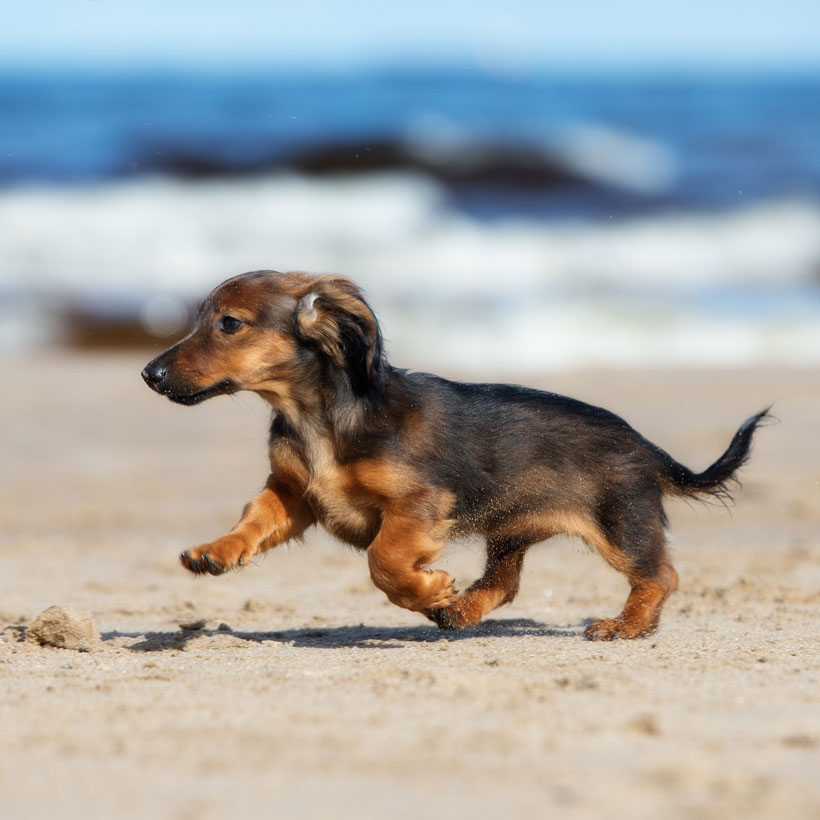 Local dachshund best sale puppies for sale