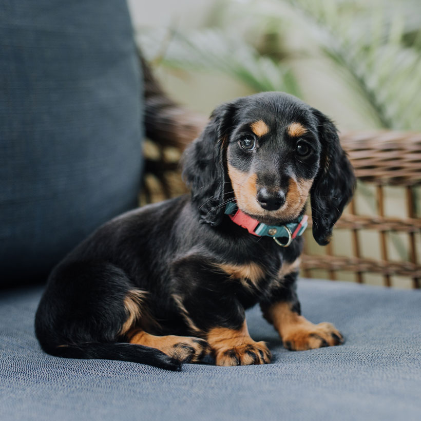 Speckled dachshund hot sale for sale