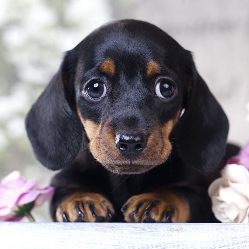 Dachshund Puppies For Sale Jacksonville Florida