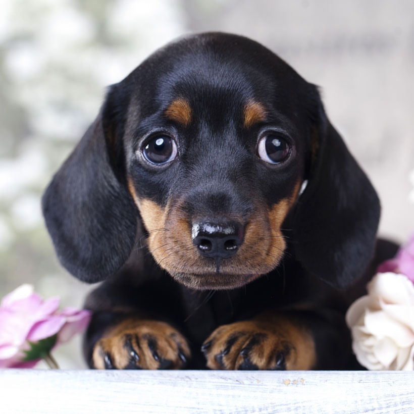 Dachshund puppies for sale