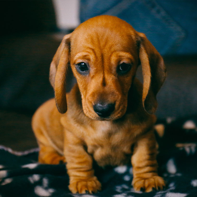 Dachshund Puppies For Sale In Florida From Top Breeders