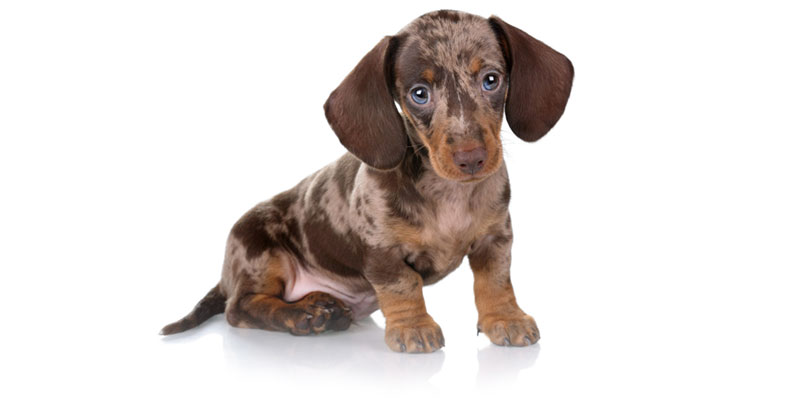 Dachshund puppies for sales