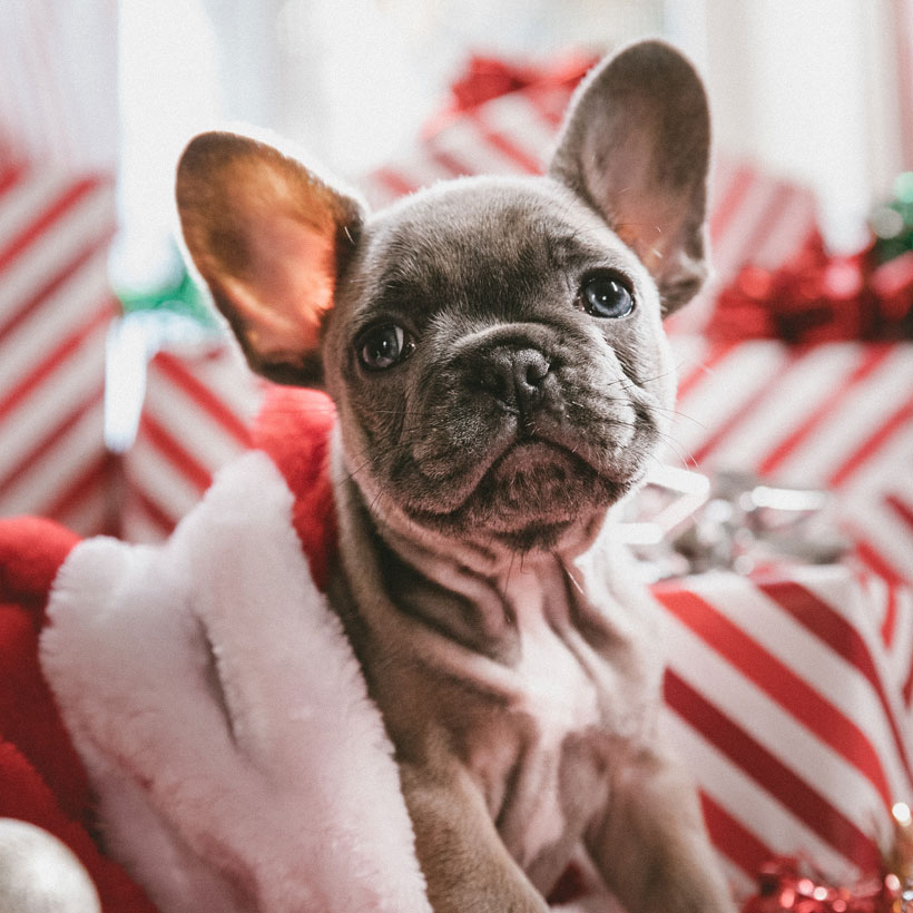 French Bulldog Puppies For Sale In Florida From Top Breeders