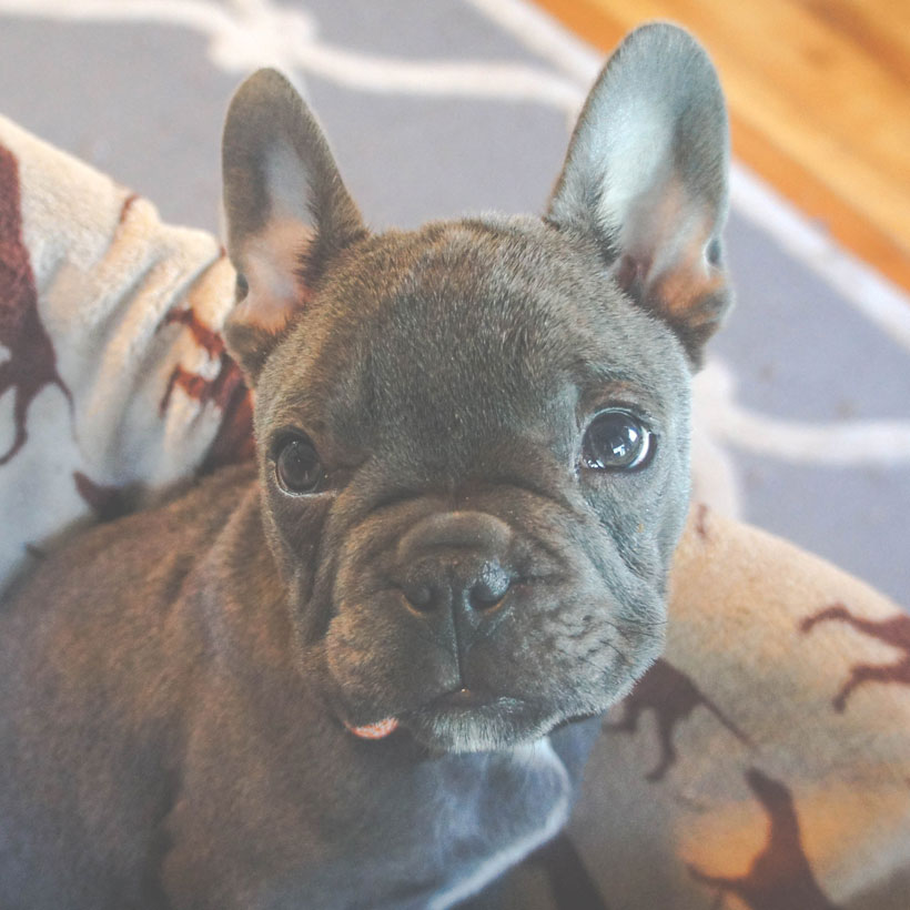 French Bulldog Puppies For Sale Tampa Florida French