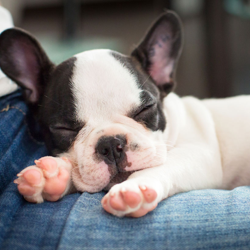 French Bulldog Puppies For Sale In Florida From Top Breeders