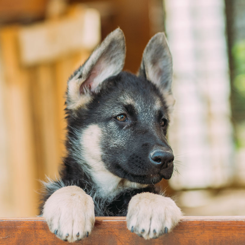 Florida German Shepherd Puppies For Sale From Top Breeders