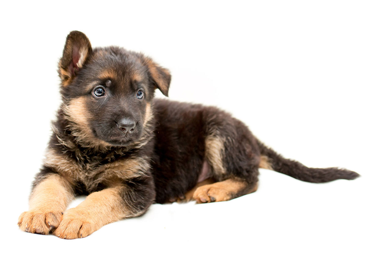 German Shepherd puppies Florida