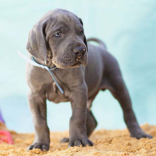 Great Dane Puppies For Sale In Florida From Top Breeders