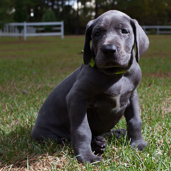 weimaraner great dane mix puppies