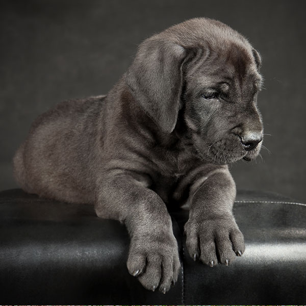 Great Dane Puppies For Sale In Florida From Top Breeders