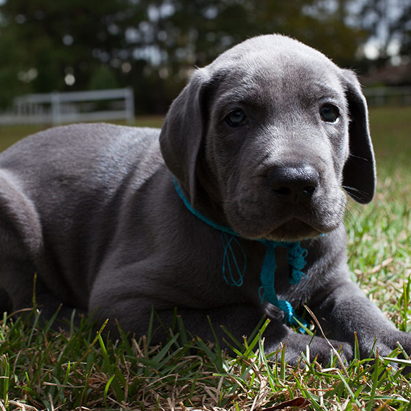 Great Dane puppies for sale