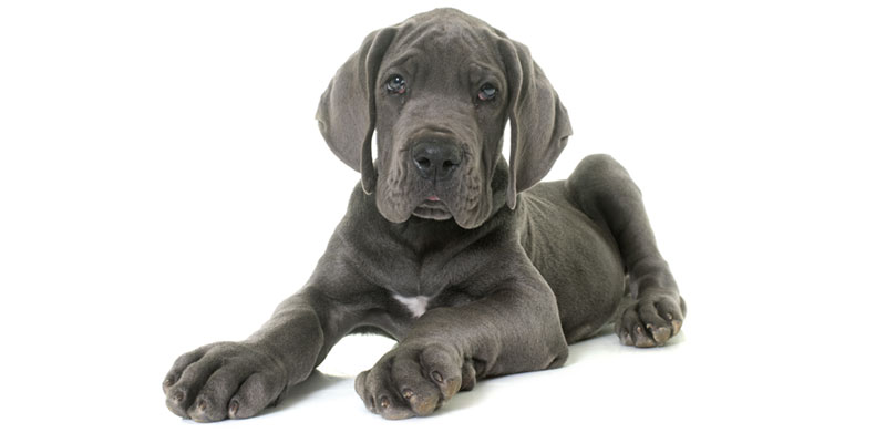Great Dane puppies for sales