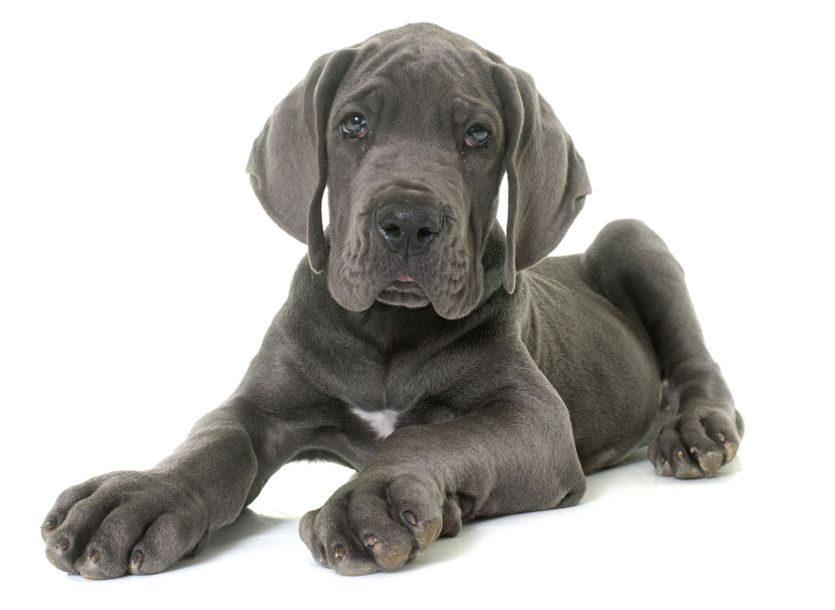 Great Dane puppies Florida