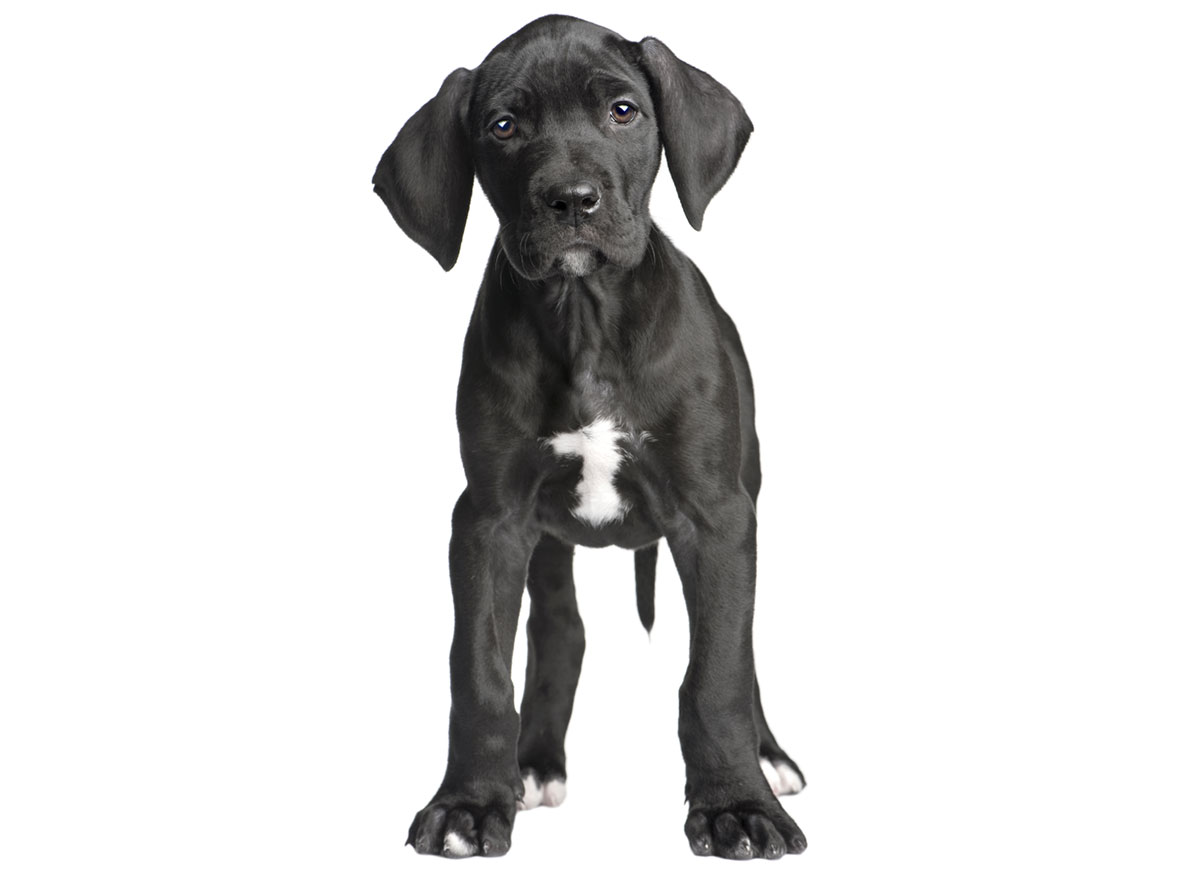 Great Dane Puppies For Sale In Florida From Top Breeders