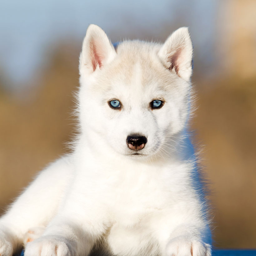 Siberian Husky Puppies For Sale In Florida From Top Breeders