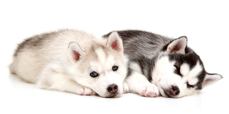 Siberian Husky puppies for sales