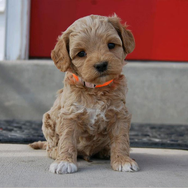 how much do goldendoodle puppies cost