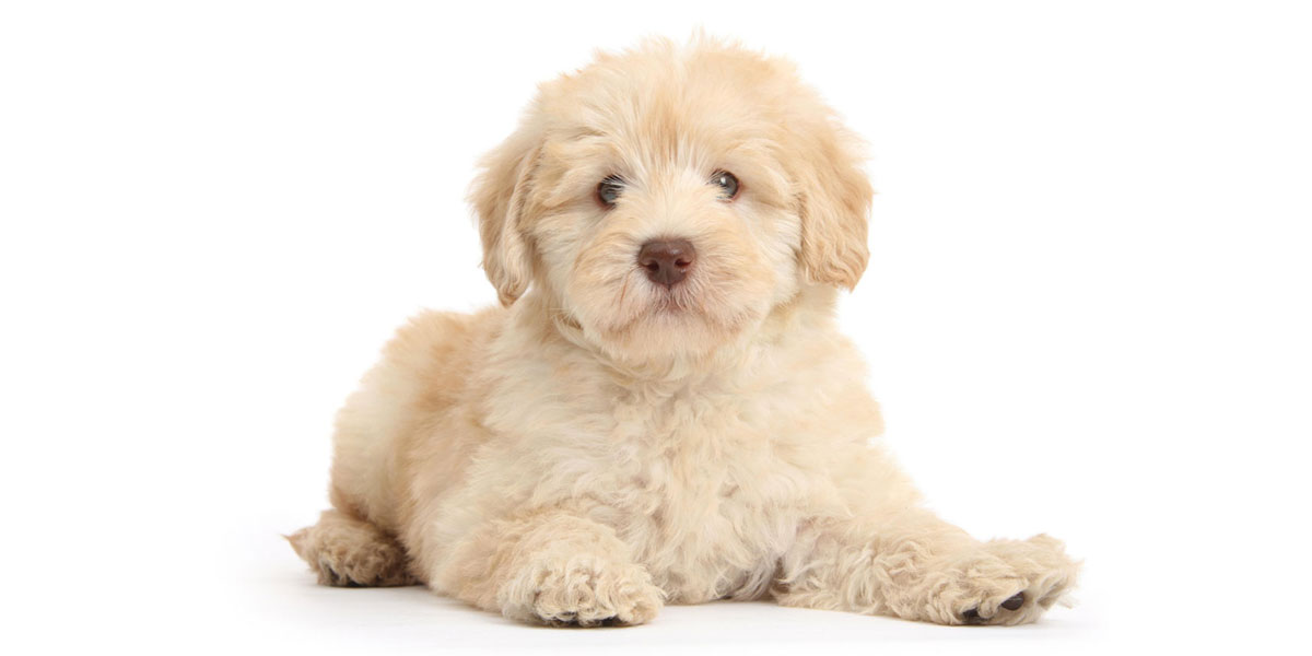 Aussiedoodle puppies for sales