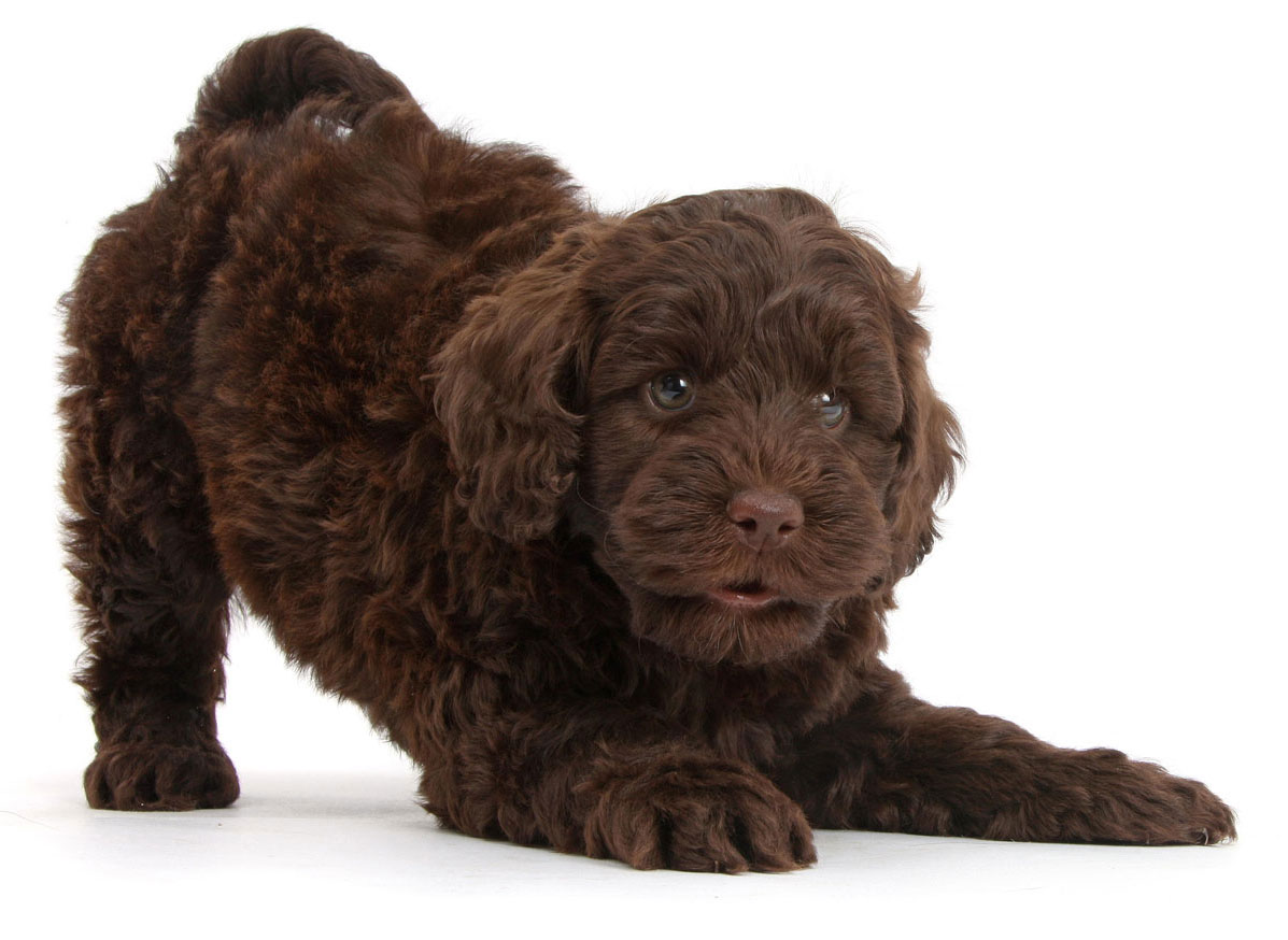 Aussiedoodle Florida