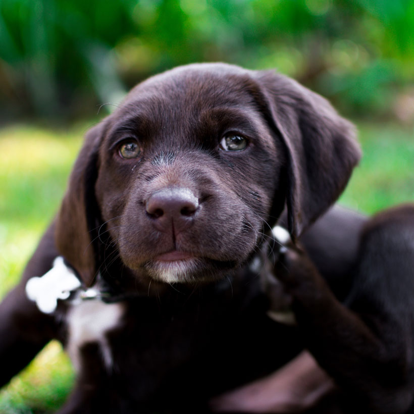 #1 | Find Labrador Retriever Puppies For Sale In Florida