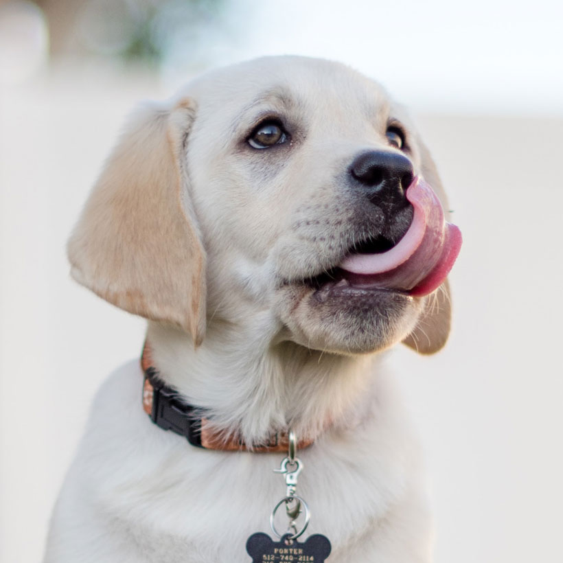 Labrador Puppies Orlando Florida - Gunner: Labrador Retriever puppy for