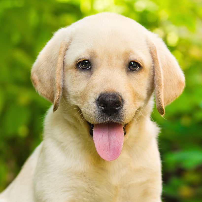Labrador Puppies Tampa / Find Labrador Retriever Puppies For Sale In