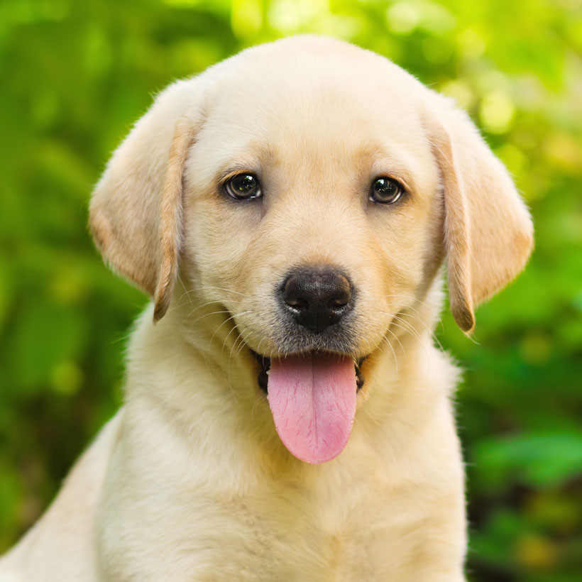  1 Find Labrador Retriever Puppies For Sale In Florida